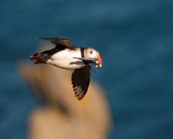 Over 30,000 bird species are found in the area